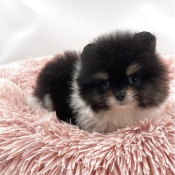ポメラニアン【岡山県・男の子・2025年9月23日・ブラックタン&ホワイト】の写真「クリクリ目の可愛い男の子🐾見学お早めに🐶」