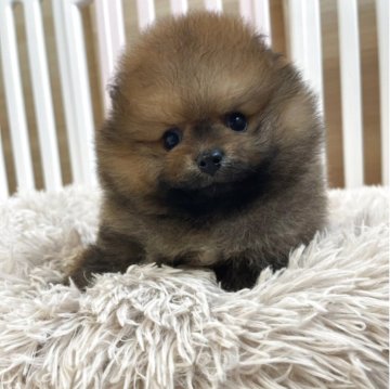 ポメラニアン【岡山県・男の子・2025年8月21日・オレンジ】の写真「募集を１０月17日まで🐾爆毛の男の子🐾」