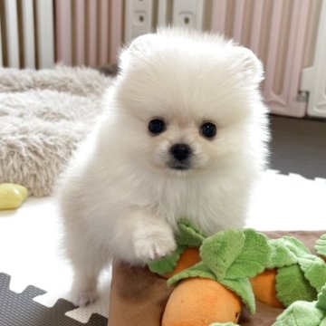 ポメラニアン【岡山県・男の子・2025年7月10日・クリーム】の写真「募集を９月５日まで🐾見学はお早めに🐾」