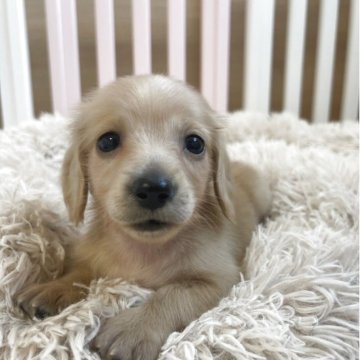 ミニチュアダックスフンド(ロング)【岡山県・男の子・2025年8月21日・イエロー】の写真「可愛い男の子🐾募集を１０月１６日まで」