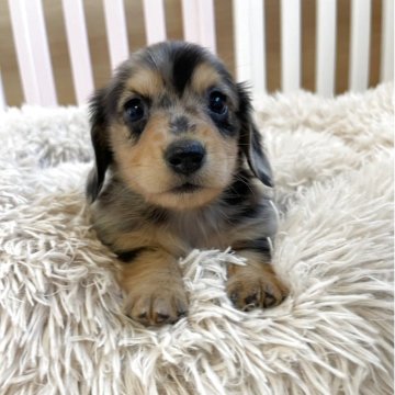 ミニチュアダックスフンド(ロング)【岡山県・男の子・2025年10月16日・シルバーダップル】の写真「健康診断済みです🐾綺麗な柄の男の子🐾」