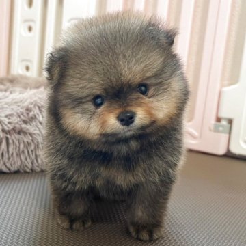 ポメラニアン【岡山県・男の子・2025年7月17日・オレンジ】の写真「募集を９月１２日まで🐾見学お早めに🐶」
