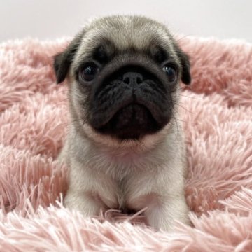 パグ【岡山県・男の子・2025年4月17日・フォーン】の写真「父親JKCチャンピオン」