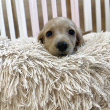 ミニチュアダックスフンド(ロング)【岡山県・男の子・2025年8月21日・イエロー】の写真「可愛い男の子🐾募集を１０月１６日まで」