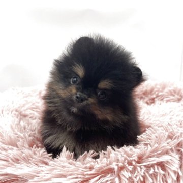 ポメラニアン【岡山県・男の子・2025年9月23日・ブラック&タン】の写真「クリクリ目の可愛い男の子🐾見学お早めに🐶」