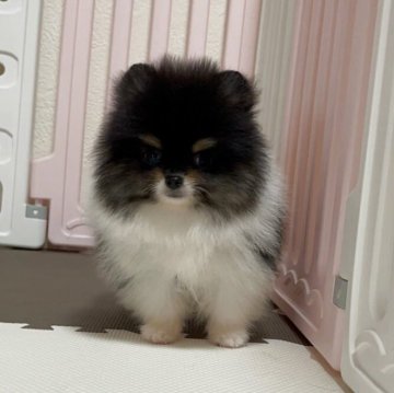 ポメラニアン【岡山県・男の子・2025年9月23日・ブラックタン&ホワイト】の写真「クリクリ目の可愛い男の子🐾当日引き渡し可能です」