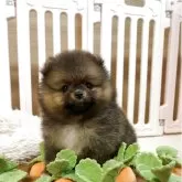 ポメラニアン
