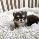 チワワ(ロング)
