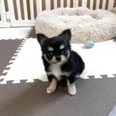 チワワ(ロング)