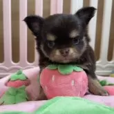 チワワ(ロング)