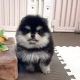 ポメラニアン
