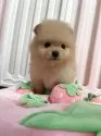 ポメラニアン【岡山県・男の子・2025年7月10日・クリーム】の写真3