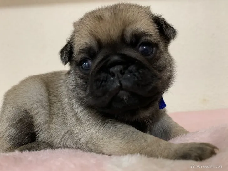 ID:2101-03035の子犬