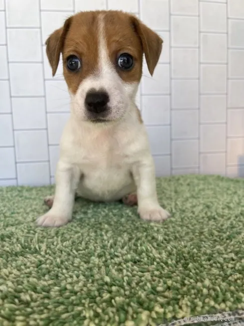 ID：2205-00770の子犬