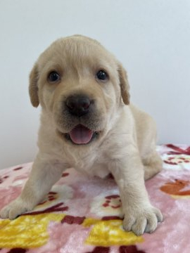 ラブラドールレトリバー【岡山県・男の子・2021年6月30日・イエロー】の写真「甘えん坊の男の子です」