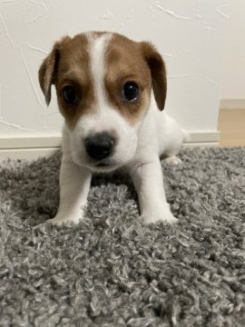 ジャックラッセルテリア【岡山県・男の子・2021年10月11日・タン&ホワイト】の写真「元気いっぱい男の子です」