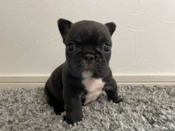 フレンチブルドッグ【岡山県・女の子・2021年8月5日・ブリドル】の写真「まんまる顔の女の子です。健康診断済み」