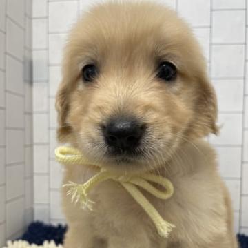 ゴールデンレトリバー【岡山県・女の子・2022年6月15日・ゴールド】の写真「元気いっぱいの女の子です😍」