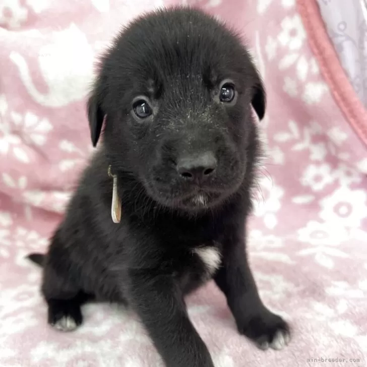 ID：2505-07147の子犬