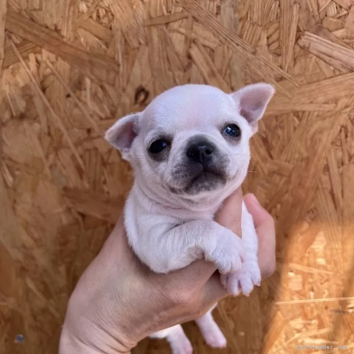 ID：2505-03218の子犬