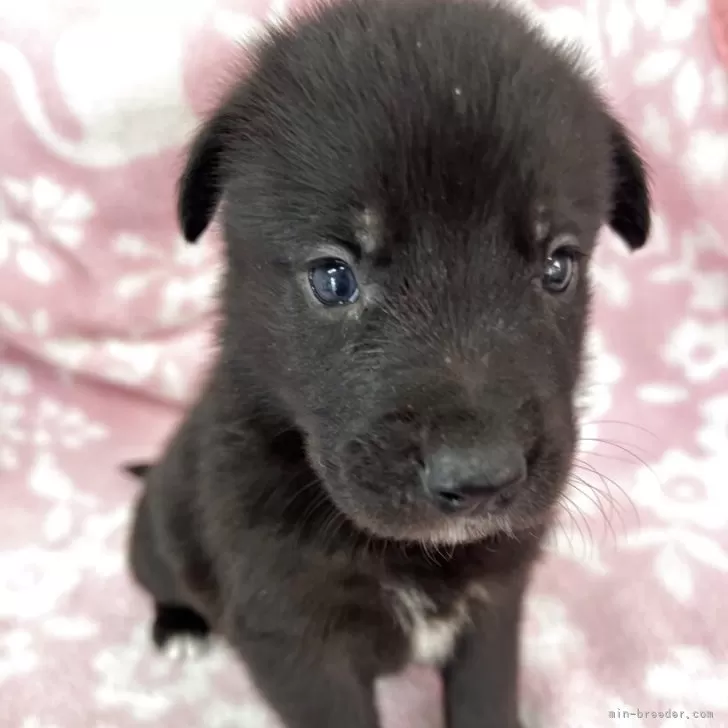 ID：2505-07149の子犬