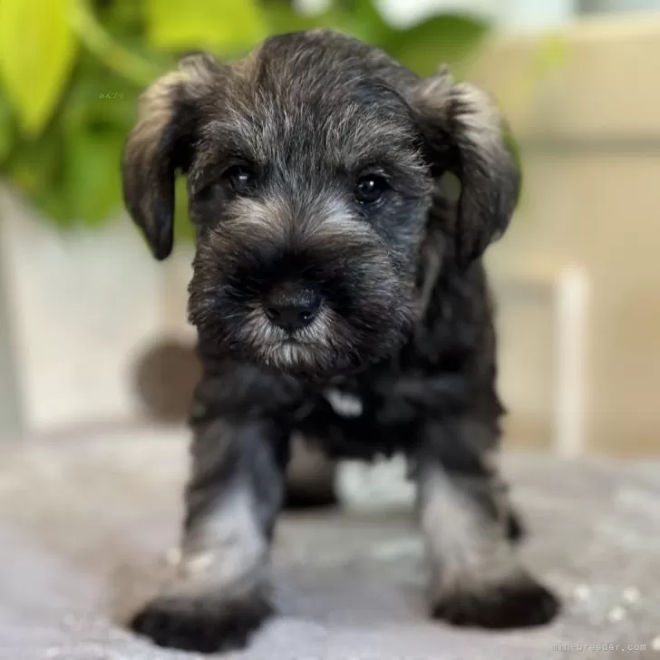 ID:2407-02412の子犬