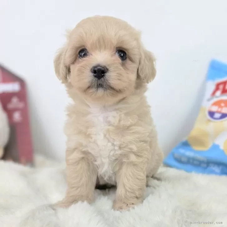T.H 様のお迎えした子犬