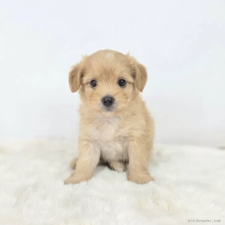 S.N 様のお迎えした子犬