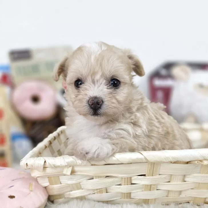 ID：2506-03222の子犬