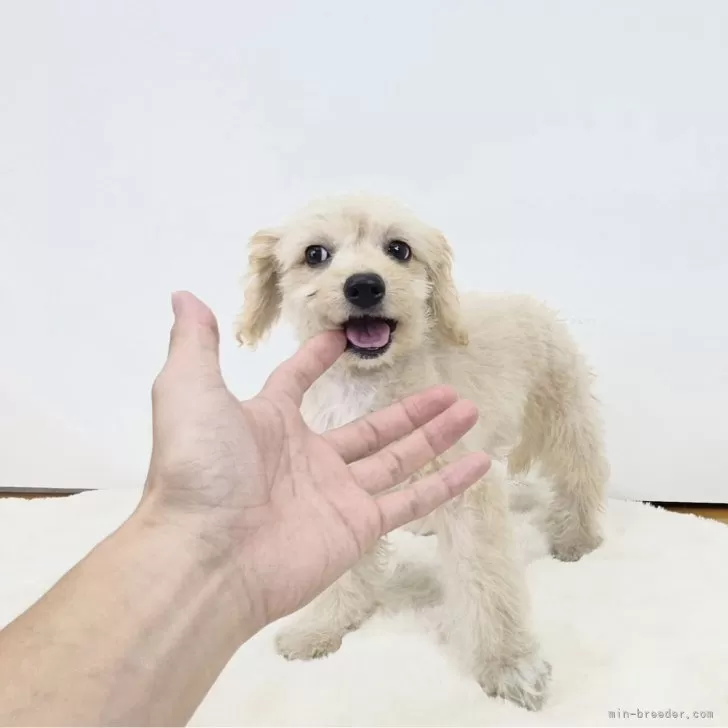 T.S 様のお迎えした子犬