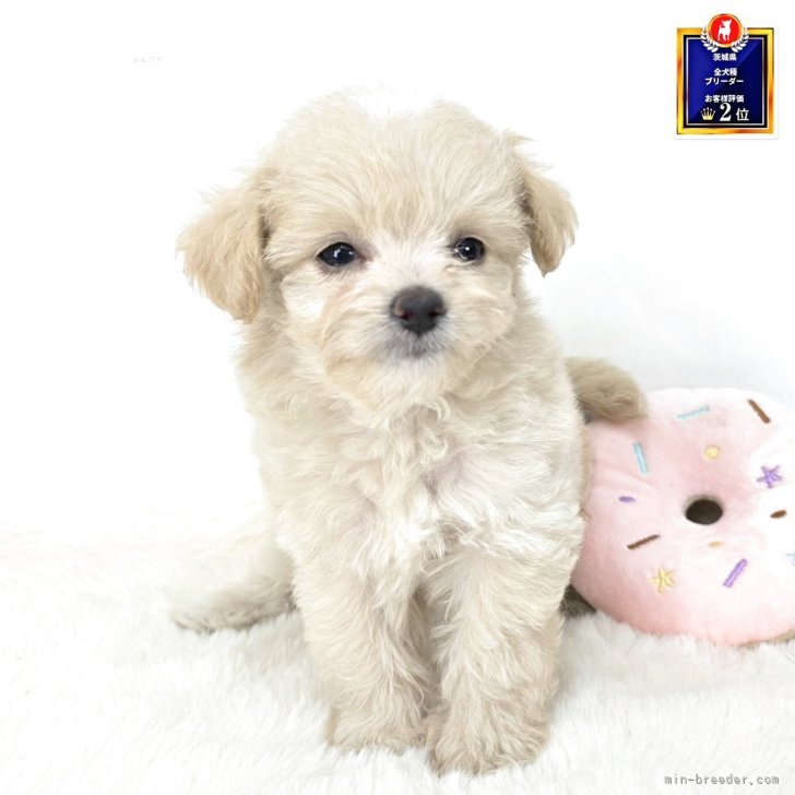 ブリーダー画像