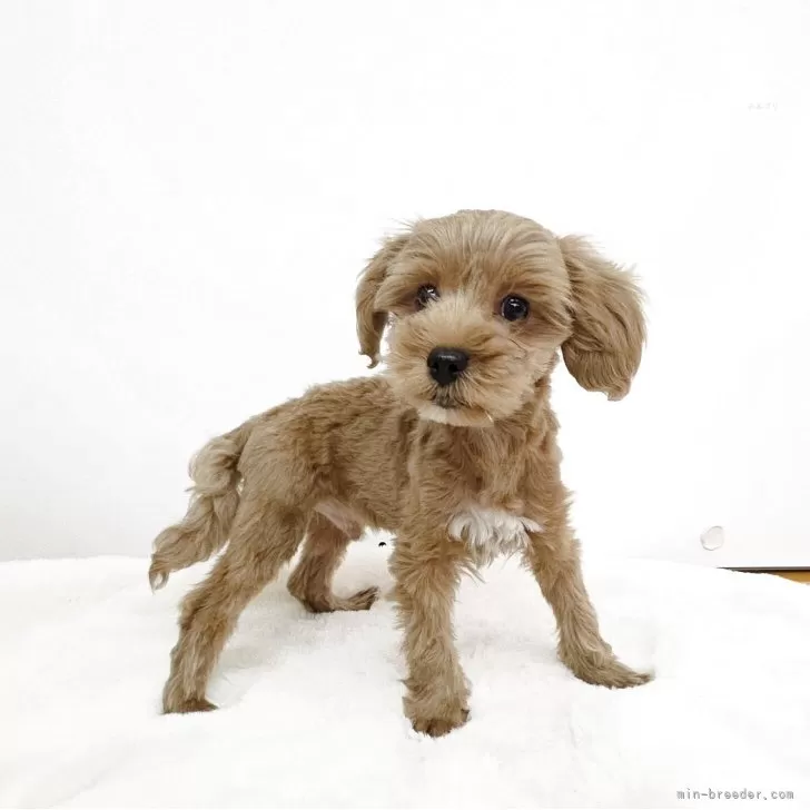 ミックス(トイプードル×ミックス)【茨城県・男の子・2025年6月6日・アプリコット】の写真1