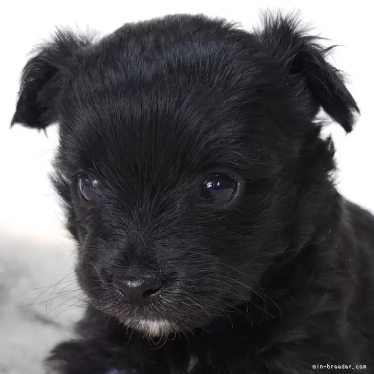 ID：2412-06910の子犬