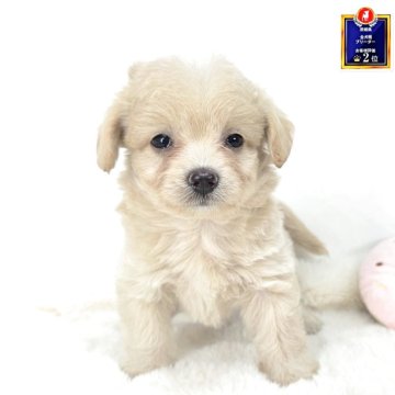 チワプー(チワワ×トイプードル)【茨城県・男の子・2025年8月23日・アプリコット】の写真「おめめうるうるです。」