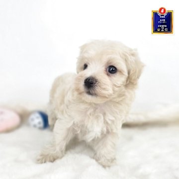 マルプー(マルチーズ×トイプードル)【茨城県・男の子・2025年7月27日・アプリコット 薄い】の写真「好奇心旺盛全開パワフルマン🩵」