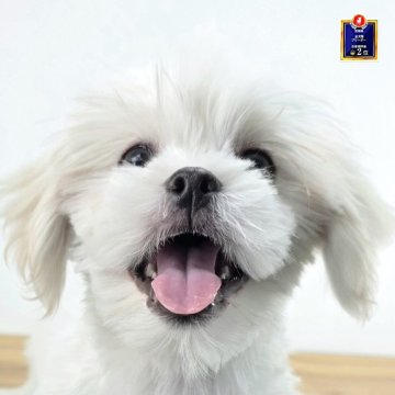 マルペキ【茨城県・男の子・2025年8月20日・ホワイト】の写真「コロコロしてて可愛いです。」