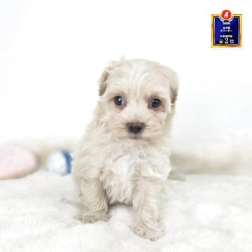 マルプー(マルチーズ×トイプードル)【茨城県・男の子・2025年7月27日・アプリコット 濃い】の写真「元気な男の子❤️」