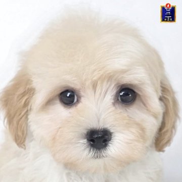 マルプー(マルチーズ×トイプードル)【茨城県・女の子・2025年12月12日・クリーム】の写真「全頭見学可能です!!現在トイレトレーニング中です。」