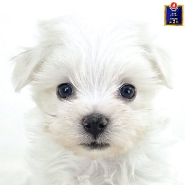 ミックス(マルチーズ×マルプー)【茨城県・男の子・2025年9月25日・アプリコットホワイト】の写真「きみ、お顔可愛すぎ🩵」