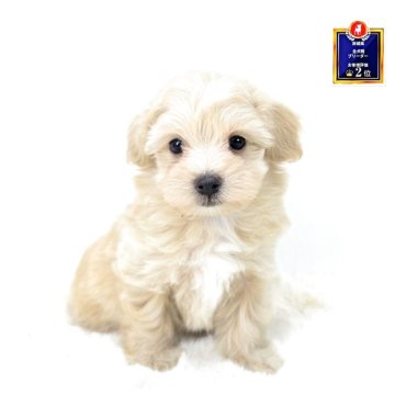 マルプー(マルチーズ×トイプードル)【茨城県・男の子・2025年8月21日・アプリコット】の写真「ボクは人の手が大好きなぬいぐるみです🩵」