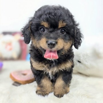 チワプー(チワワ×トイプードル)【茨城県・女の子・2025年5月11日・ブラックタン】の写真「左まゆげ、ハートじゃない？？？？？」