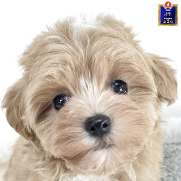 マルプー(マルチーズ×トイプードル)【茨城県・女の子・2025年10月17日・アプリコット】の写真「全頭見学可能!!トイレトレーニング実施中💪」