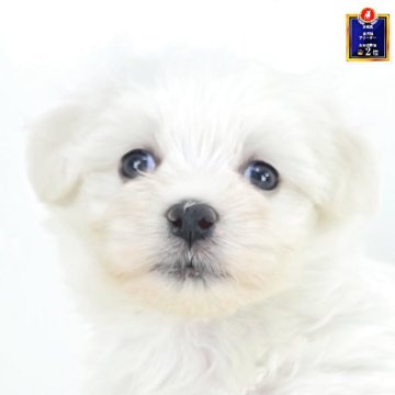 ミックス(マルチーズ×マルプー)【茨城県・男の子・2025年9月25日・アプリコットホワイト】の写真「リラックスしててかわいいです🩵」