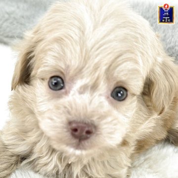 チワプー(チワワ×トイプードル)【茨城県・男の子・2025年10月16日・アプリコット】の写真「全頭見学可能!!トイレトレーニング実施中💪」