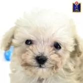 ミックス(トイプードル×チワプー)【茨城県・男の子・2025年9月13日・アプリコット】の写真5