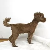 ミックス(トイプードル×ミックス)【茨城県・男の子・2025年6月6日・アプリコット】の写真3