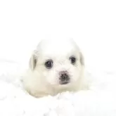 ミックス(マルチーズ×ペキニーズ)【茨城県・女の子・2025年8月20日・ホワイト】の写真10