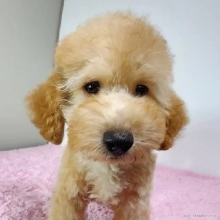 ID:2305-05257の子犬