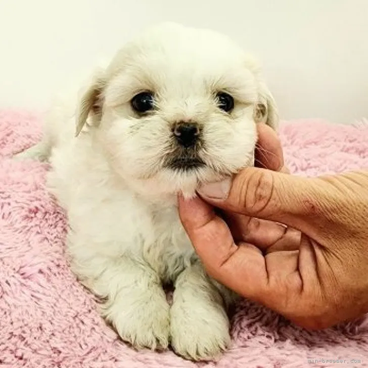 ザーチャン 様のお迎えした子犬