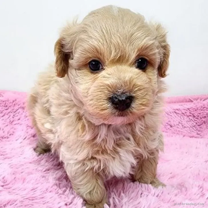 ID：2310-02841の子犬